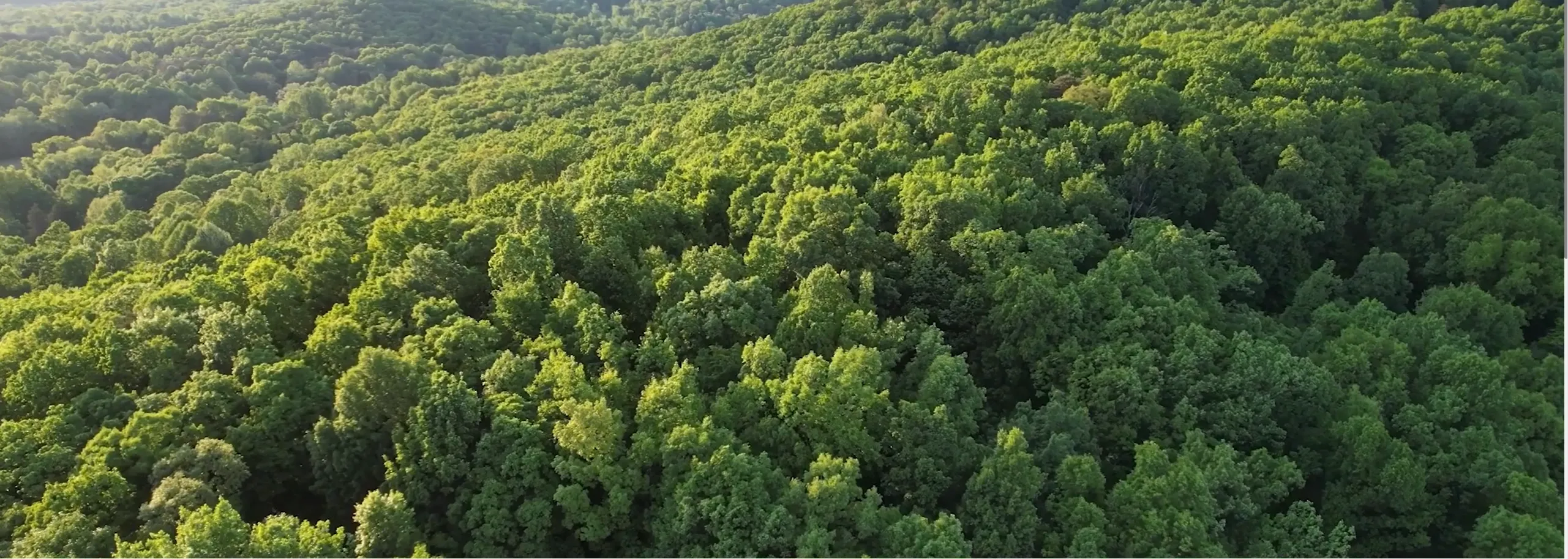 Trees landscape drone still