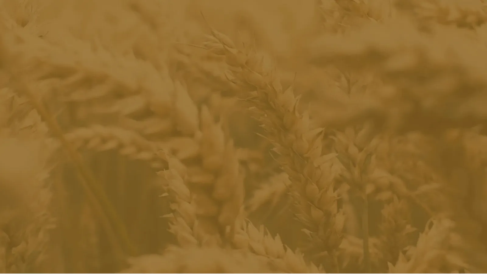 background-field-whisky-clermont-steep